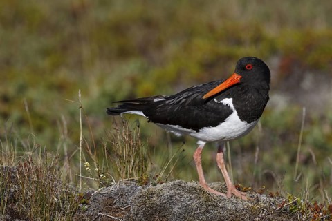Eurasian Oystercatcher (Haematopus ostralegus), Iceland