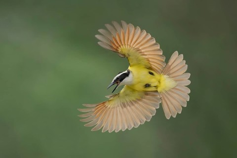 Great Kiskadee (Pitangus sulphuratus) calling in flight, Texas, USA