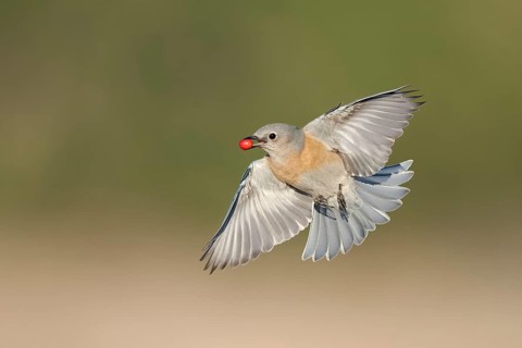 Western Bluebird (Sialia mexicana) flying flying with a red berry in its beak, California, USA