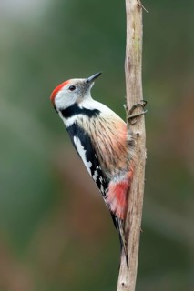 Middle Spotted Woodpecker (Dendrocoptes medius), Baden-Wuerttemberg, Germany