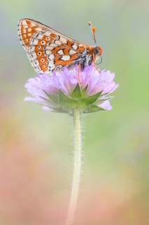 Goldener Scheckenfalter (Euphydryas aurinia ssp. beckeri)
