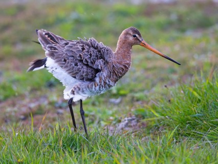 Black-tailed Godwit (Limosa limosa) foraging in marshland, North Holland, Netherlands