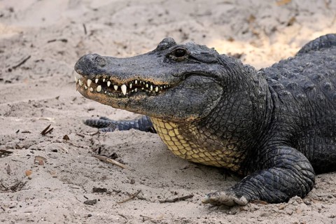 Mississippi Alligator (Alligator mississippiensis), pike alligator, adult, friendly, portrait,
