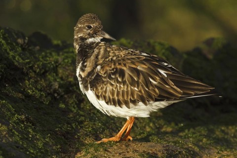 Ruddy Turnstone (Arenaria interpres), Asturias, Spain