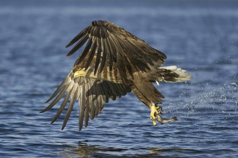 White-tailed Eagle (Haliaeetus albicilla) flying, Nord-Trondelag, Norway