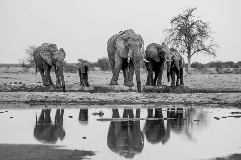 African elephant (Loxodonta africana), group drinking at waterhole, reflection, black and white