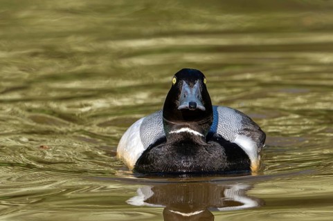 Greater scaup (Aythya marila, Anas marila) male, drake in breeding plumage swimming in lake