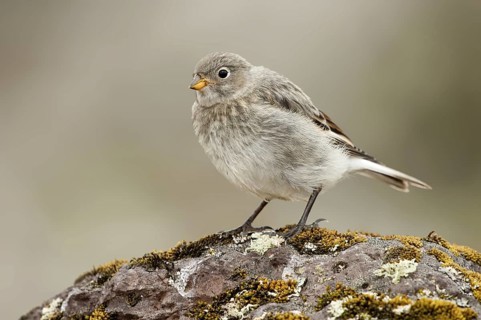 Snow Bunting (Plectrophenax nivalis), female, Alaska, USA