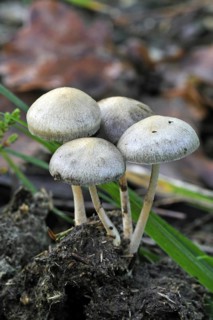 Dung roundhead, halfglobe mushroom, hemispheric stropharia (Protostropharia semiglobata)