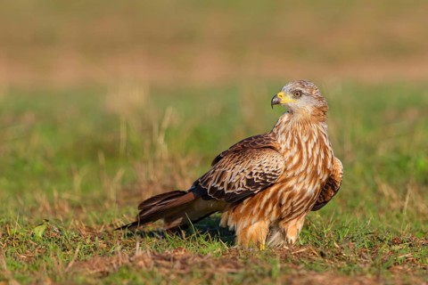Red Kite, Red Kite, Montagu's Harrier, (Milvus milvus), King Harrier, Bird of Prey, Hides De Calera