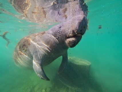 Round-tailed manatee (Trichechus manatus)