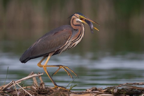 Purple Heron (Ardea purpurea) with fish prey in beak, Subotica, Serbia