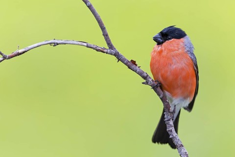 Bullfinch (Pyrrhula pyrrhula), animals, birds, finch family, Varanger Bird Park, Finnmark, Norway