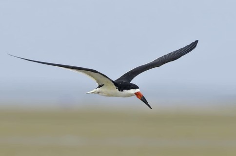 Black Skimmer (Rynchops niger) flying, Texas, USA