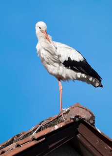 White stork (Ciconia ciconia) standing on the roof of a house, blue sky, Lower Saxony, Germany