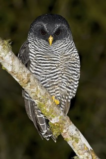 Black-banded Owl (Strix huhula), Ecuador