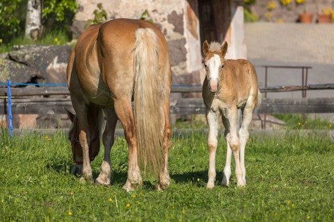 Haflinger horse, mare with foal standing on a green meadow. Hafling village, South Tyrol