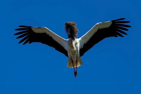 Stork flying in front of a clear blue sky with nest material in its beak, White Stork (Ciconia