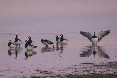 Barnacle Goose (Branta leucopsis), North Rhine-Westphalia, Germany