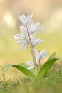 Mishchenko's bluestem or Caucasian bluestem (Scilla mishchenkoana, Othocallis mishchenkoana),