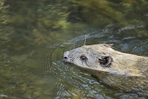 Eurasian beaver, European beaver (Castor fibre), swimming in a stream, Canton Zug, Switzerland
