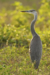 Grey Heron (Ardea cinerea), Baden-Wuerttemberg, Germany