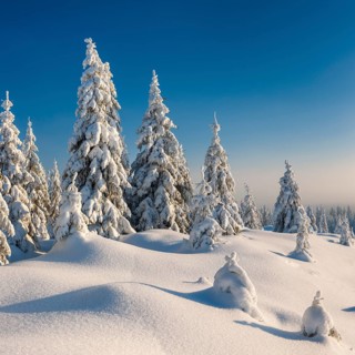 Snow-covered winter landscape, snow-covered spruces in the evening light, Harz National Park,