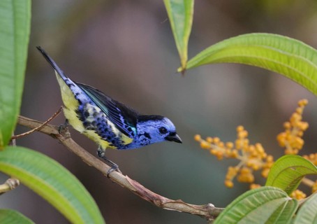 Turquoise Tanager (Tangara mexicana), Asa Wright, Trinidad