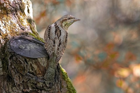 Eurasian Wryneck (Jynx torquilla), Saxony-Anhalt, Germany