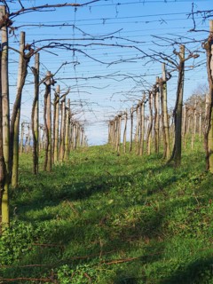 A tranquil scene capturing lush green vegetation between the rows of a dormant vineyard under a