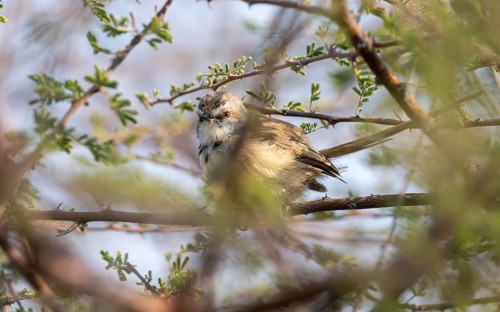 Prinia flavicans, sitting on the branch of an acacia tree, Kubu Island (Lekubu), Botswana