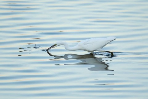 Little egret (Egretta garzetta) adult bird fishing diving its head into a shallow lagoon as three