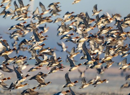 Eurasian Wigeon (Mareca penelope) huge flock flying, Netherlands