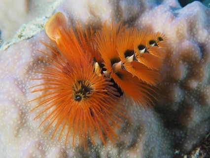 Christmas tree worm (Spirobranchus giganteus)
