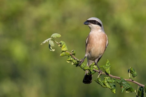 Red-backed Shrike (Lanius collurio) perched on a branch, Poland