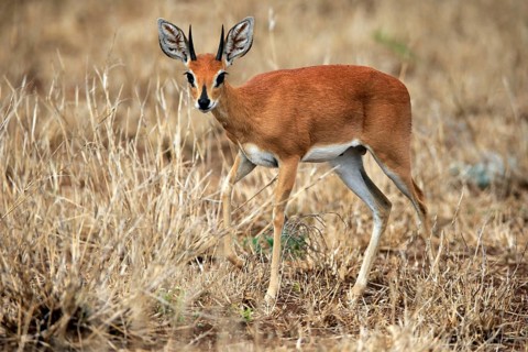 Steenbok (Raphicerus campestris), adult, male, running, foraging, alert, dwarf antelope, Kruger