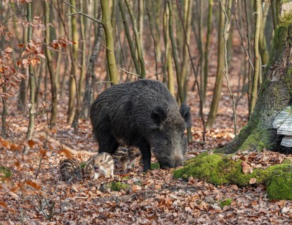 Wild boar, wild boar (Sus scrofa), a wild goat and young boar looking for food in the forest,
