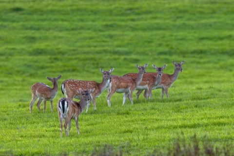 A fallow deer spike (Dama dama) and five fallow deer have moved onto a grazing area in the evening,