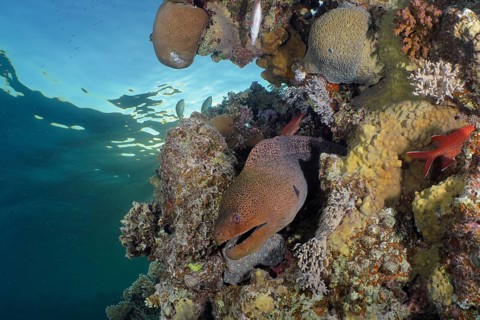 Giant moray eel (Gymnothorax javanicus)