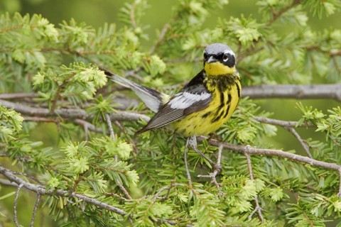 Magnolia Warbler (Setophaga magnolia), Ontario, Canada