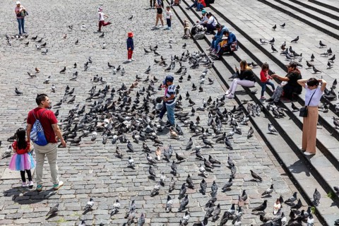 Pigeons, Plaza de San Francisco, Quito, Ecuador