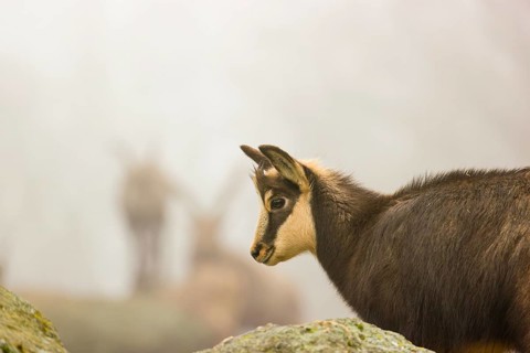 A young female chamois (Rupicapra rupicapra) stands on a rock, behind her two ibex (Capra ibex) are