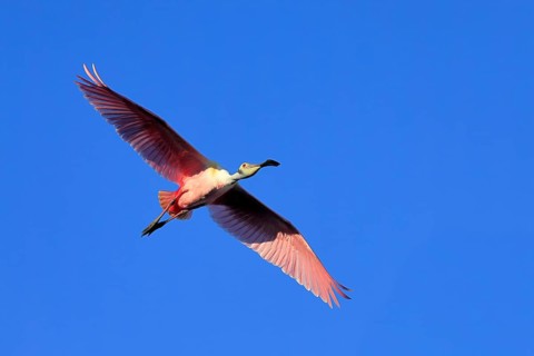 Roseate spoonbill (Platalea ajaja), adult, flying, St. Augustine, Florida, North America, USA