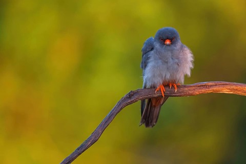 Red-footed Falcon, (Falco vespertinu), perching station, falcon family, Tower Hide, Tiszaalpár,