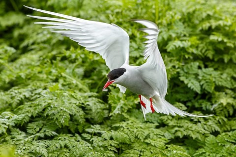 Arctic Tern (Sterna paradisaea), adult in flight, Farne Islands, United Kingdom