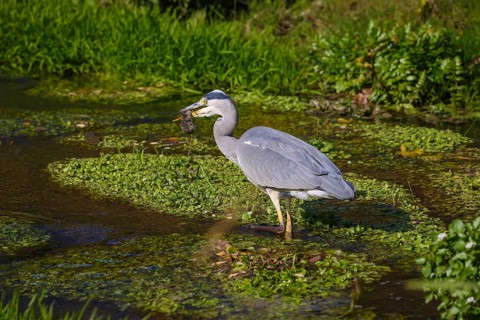 Bottrop-Gladbeck, North Rhine-Westphalia, Germany, grey heron eats mouse, also called heron, on the