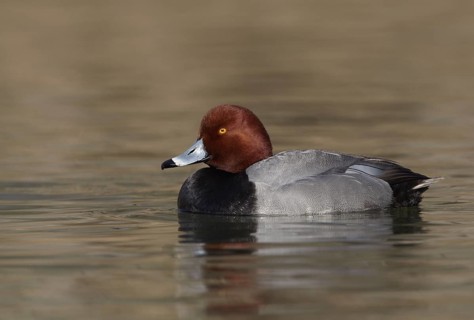 Redhead (Aythya americana) male, Ohio, USA