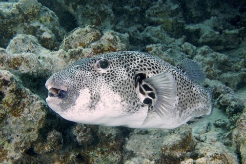 Giant pufferfish (Arothron stellatus)