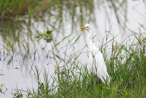 Cattle egret (Ardea ibis, synonym: Bubulcus ibis) on the shore, Akagera National Park or Kagera