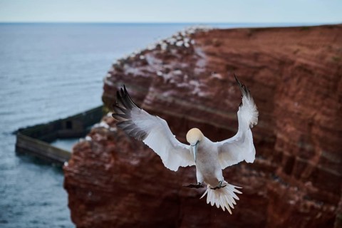 Northern gannet (Morus bassanus) landing over the cliffs, wildlife, Helgoland, Germany